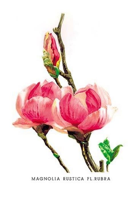Magnolia Rustica: Fl. Rubra by H.G. Moon - Art Print