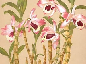 Dendrobium Nobile by H.G. Moon - Art Print