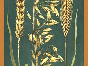 Grains - Art Print