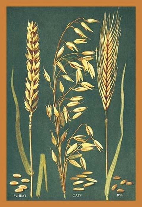 Grains - Art Print