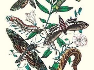 Moths: S. Pinastri