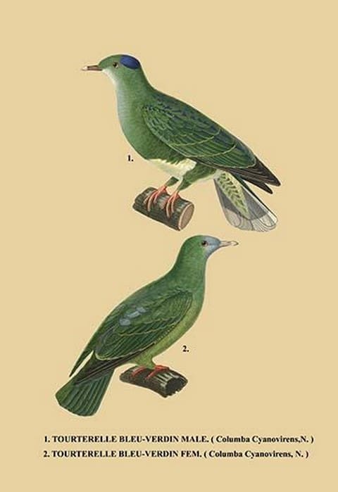 Tourterelle Bleu-Verdin - Art Print