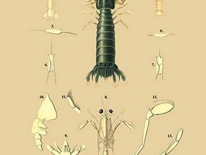 Squille de Lesson et al. - Art Print