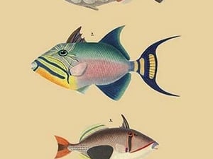 Baliste du Grand Ocean et al. - Art Print