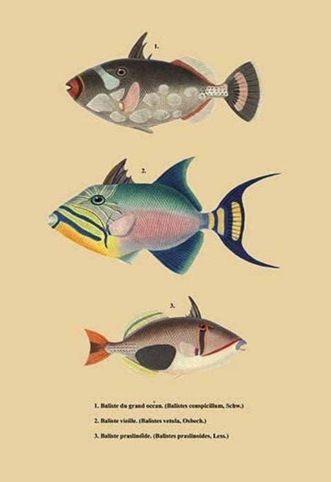 Baliste du Grand Ocean et al. - Art Print