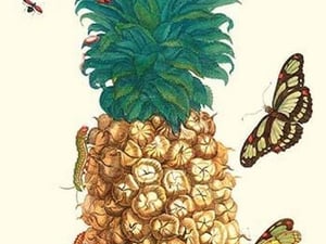 Butterfly & Beetle on a Pineapple by Maria Sibylla Merian - Art Print