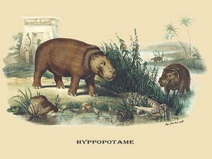 Hyppopotame (Hippopotamus) by E. F. Noel - Art Print