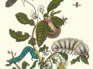 Guava & Tobacco Hornworm and a Podalia Moth by Maria Sibylla Merian - Art Print