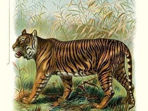 The Tiger - Art Print