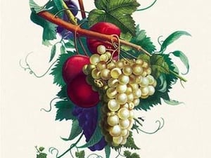 Creveling Grapes and Plums - Art Print