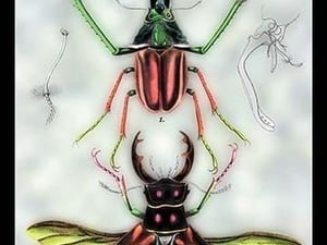 Beetles: Chiasognathus Chiloensis and Lucanus Cervus by Sir William Jardine - Art Print