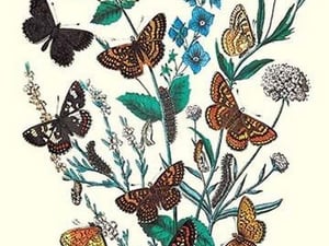 Butterflies: M. Cynthia