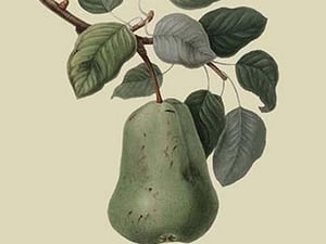 Colmart Pear by William Hooker #2 - Art Print