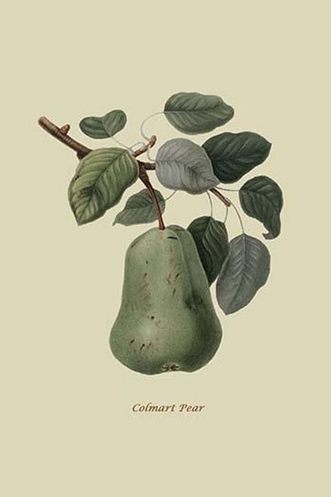 Colmart Pear by William Hooker #2 - Art Print