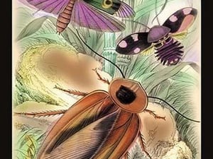 Insects: Blatta Gigantea