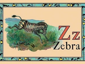 Zebra - Art Print
