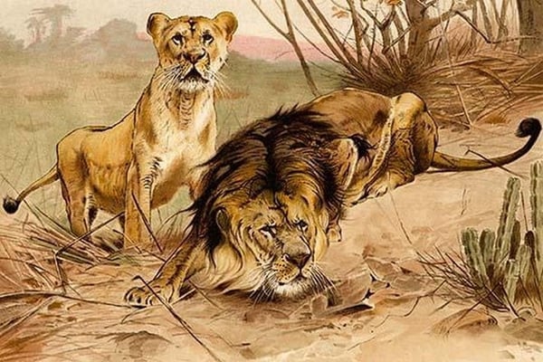 King of Beasts - Lions by Friedrich Wilhelm Kuhnert - Art Print