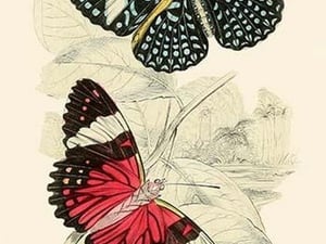 European Butterflies & Moths by James Duncan #9 - Art Print