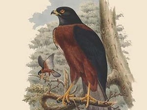 Astur Melanochlamys - Black-Mantled Goshawk by John Gould - Art Print