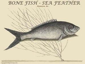 Bone Fish - Sea Feather by Mark Catesby - Art Print