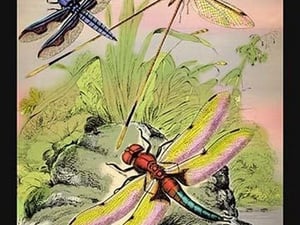 Insects: Libellula Portia