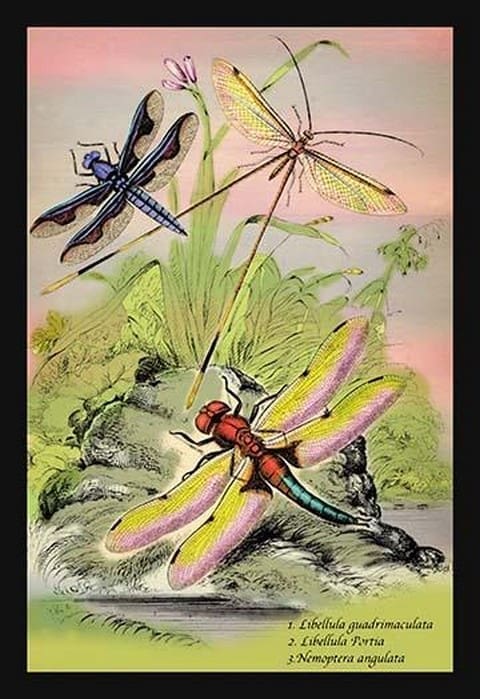 Insects: Libellula Portia