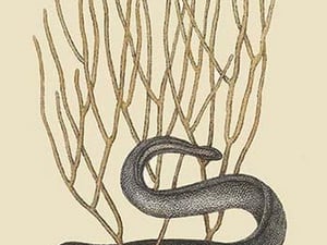 Black Moray Eel by Mark Catesby #2 - Art Print