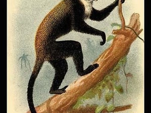 Boutourlini's Guenon by G.R. Waterhouse - Art Print
