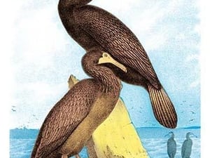 Townsend's Cormorant by Theodore Jasper - Art Print