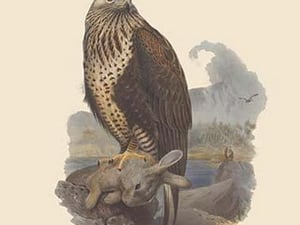 Archibuteo Lagopus - Rough-Legged Buzzard by John Gould - Art Print
