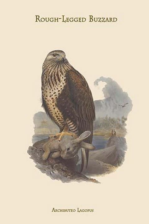 Archibuteo Lagopus - Rough-Legged Buzzard by John Gould - Art Print