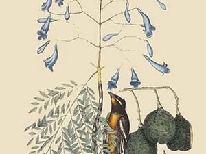 Bahama Finch by Mark Catesby #2 - Art Print
