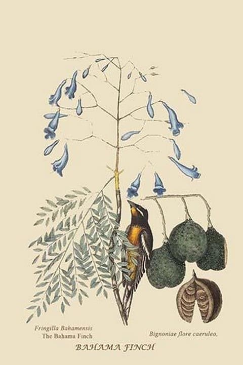 Bahama Finch by Mark Catesby #2 - Art Print