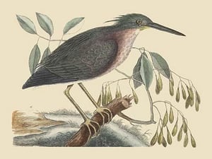 Small Bittern by Mark Catesby - Art Print