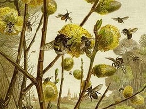 Bees & Wasps by Friedrich Wilhelm Kuhnert - Art Print