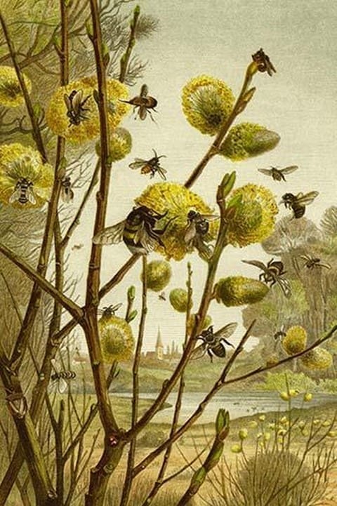 Bees & Wasps by Friedrich Wilhelm Kuhnert - Art Print