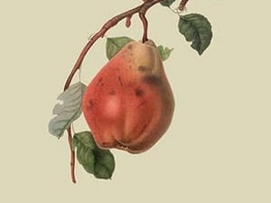 Chaumontel Pear by William Hooker #2 - Art Print