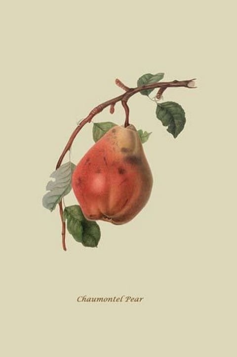 Chaumontel Pear by William Hooker #2 - Art Print