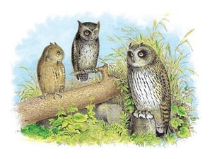 Short-Eared Owl and Screech Owl by Theodore Jasper - Art Print