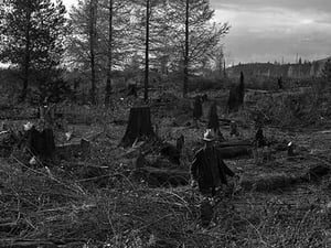 Clearing the Forest by Dorothea Lange #2 - Art Print