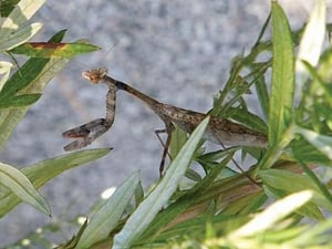 Praying Mantis by Jason Pierce - Art Print