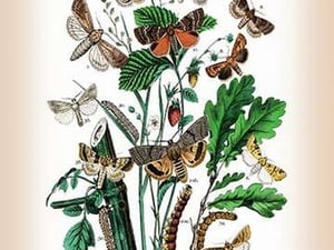 Moths: Leucania Pallens
