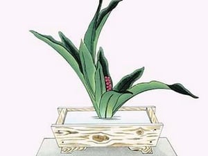 Omoto (Ten Leaves & Berries of Rhodea Japonica) in a Suiban by Josiah Conder #2 - Art Print