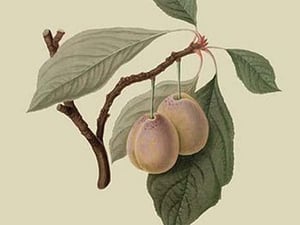 Catherine Plum by William Hooker - Art Print