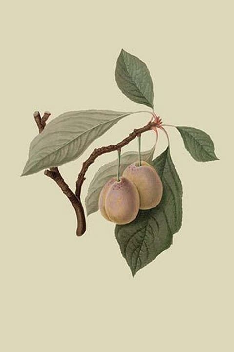 Catherine Plum by William Hooker - Art Print