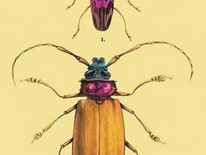 Beetles: Prianus Corticinus and Lanhonocerus Harbicarnis #2 by Sir William Jardine - Art Print