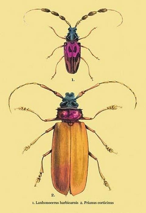 Beetles: Prianus Corticinus and Lanhonocerus Harbicarnis #2 by Sir William Jardine - Art Print