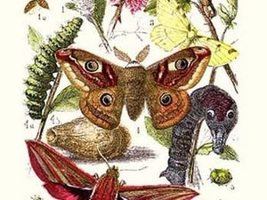 Emperor Moth