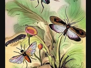 Insects: Phryganea Grandis