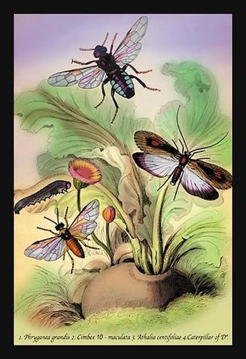 Insects: Phryganea Grandis
